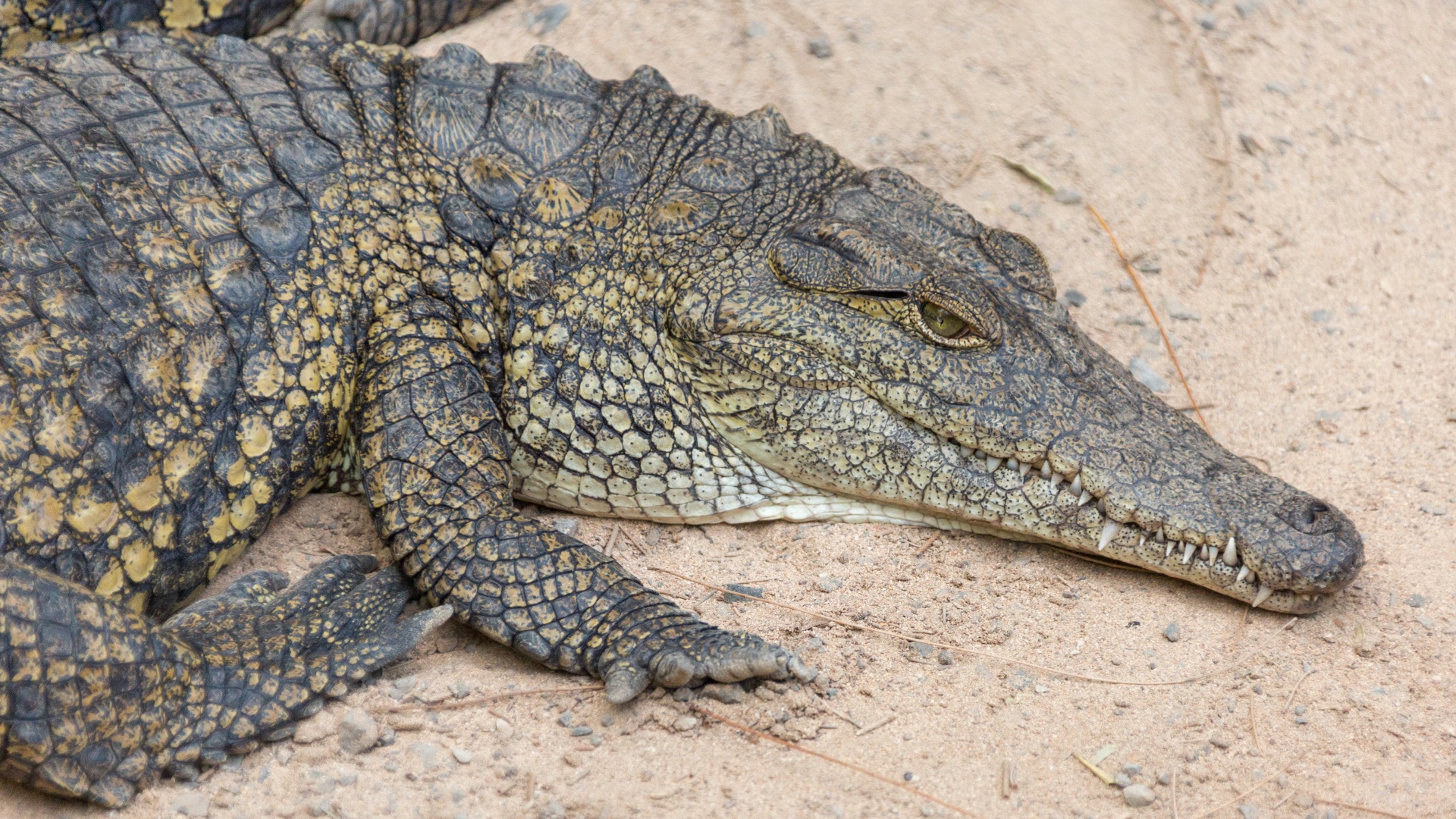 Crocodile picture