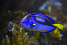 Blue Hippo Tang picture